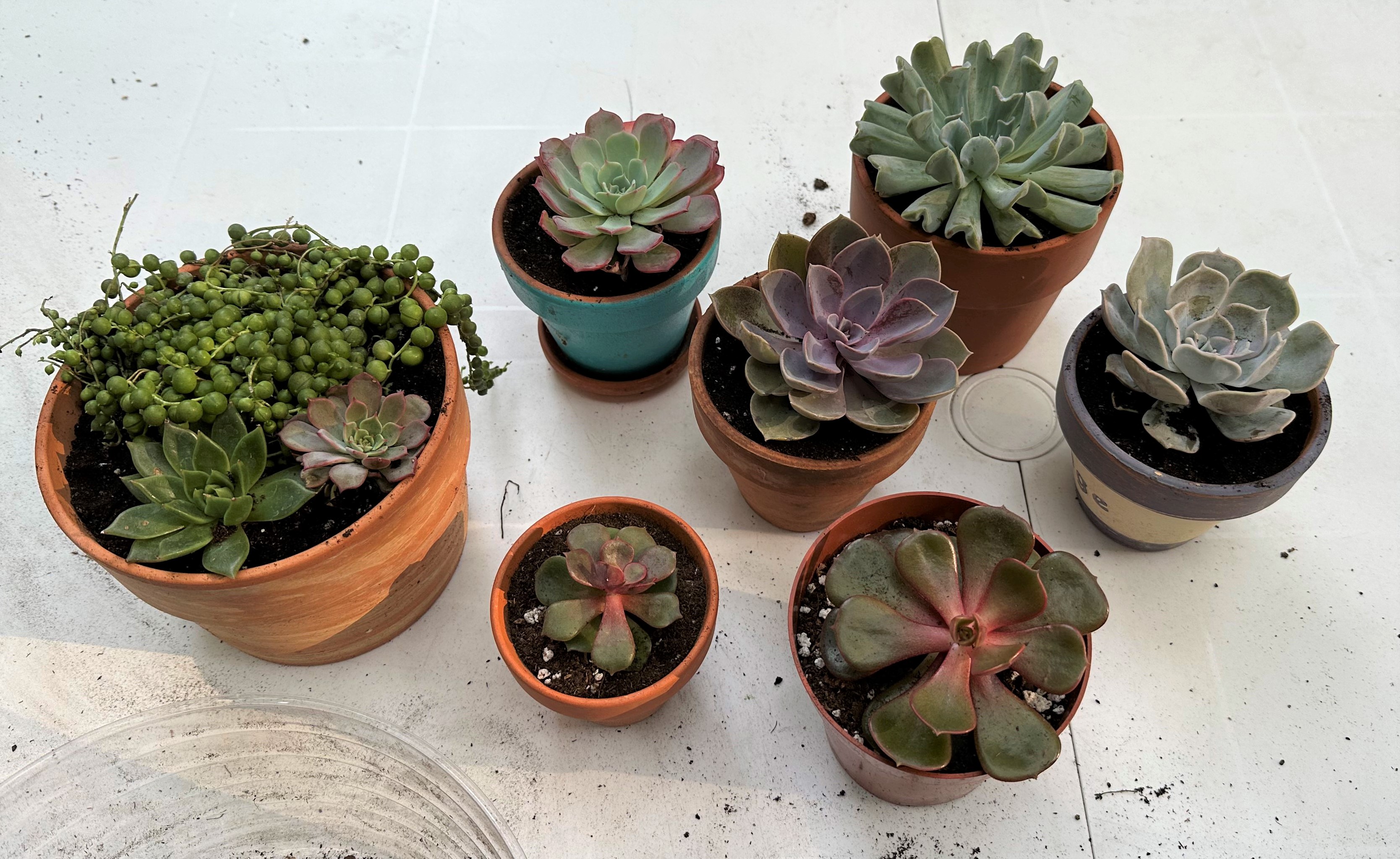 the same succulents now planted in the pots. One pot is larger and contains three plants.